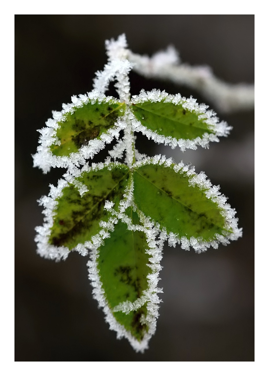 IMG_1921web