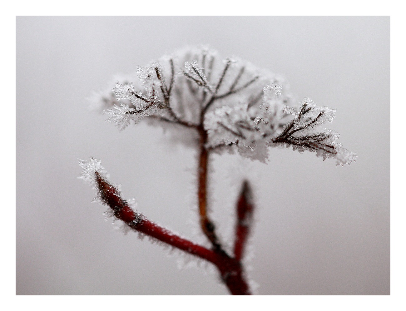 IMG_1952web