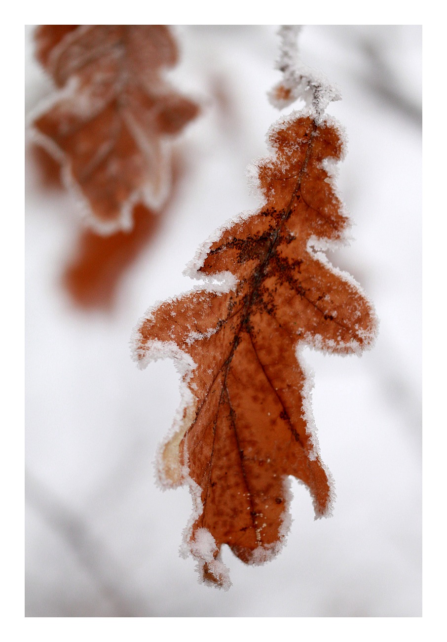 IMG_1979web
