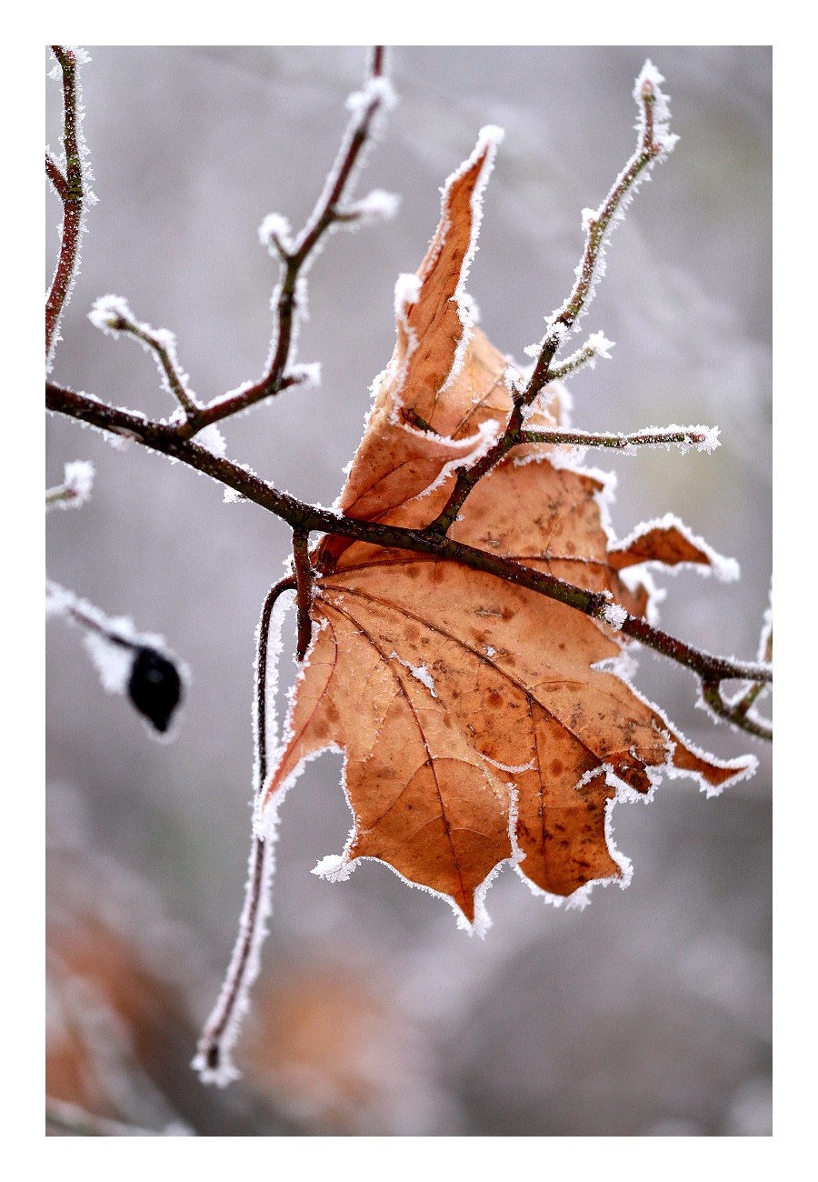 IMG_2017web