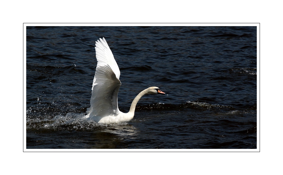 IMG_7068web.jpg