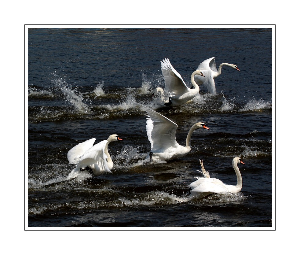 IMG_7091web.jpg