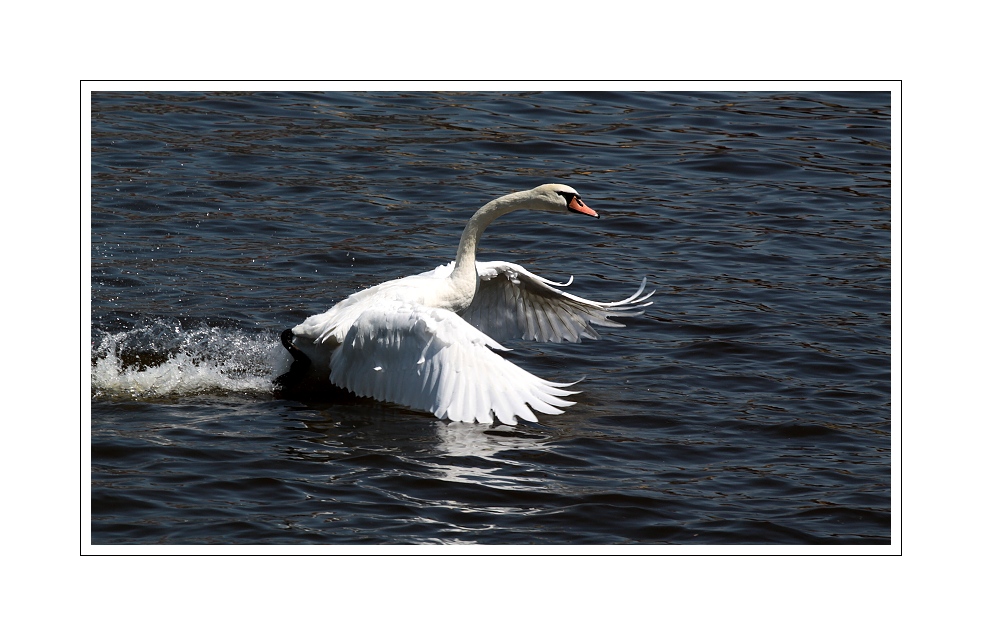 IMG_7126web.jpg