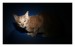 Leden_2011_IMG_4004web