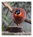 ZOO_IMG_8212web