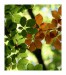 IMG_0536web