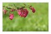 IMG_1312web