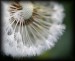 IMG_0700web.jpg