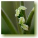 IMG_1011web.jpg
